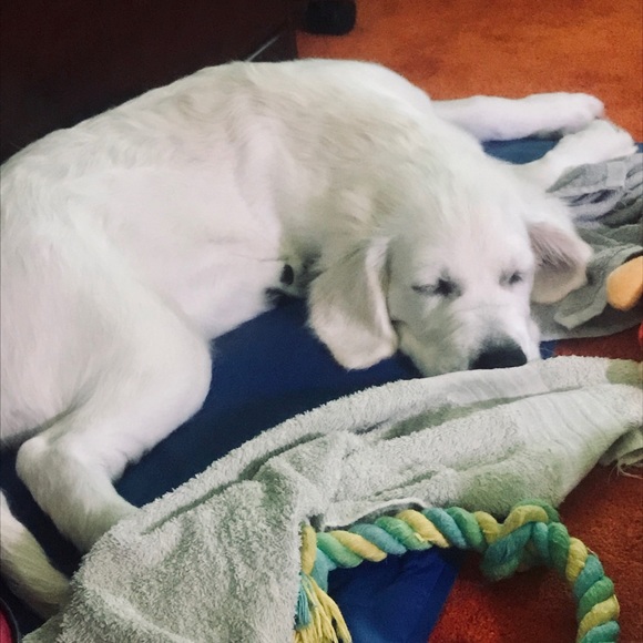 🐶 Pet Friendly Closet! - Picture 5 of 5